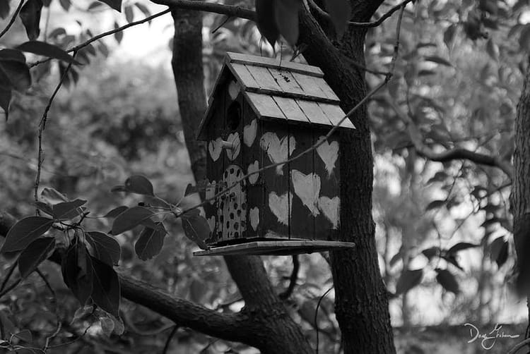 Birdhouses and the Promise of a F