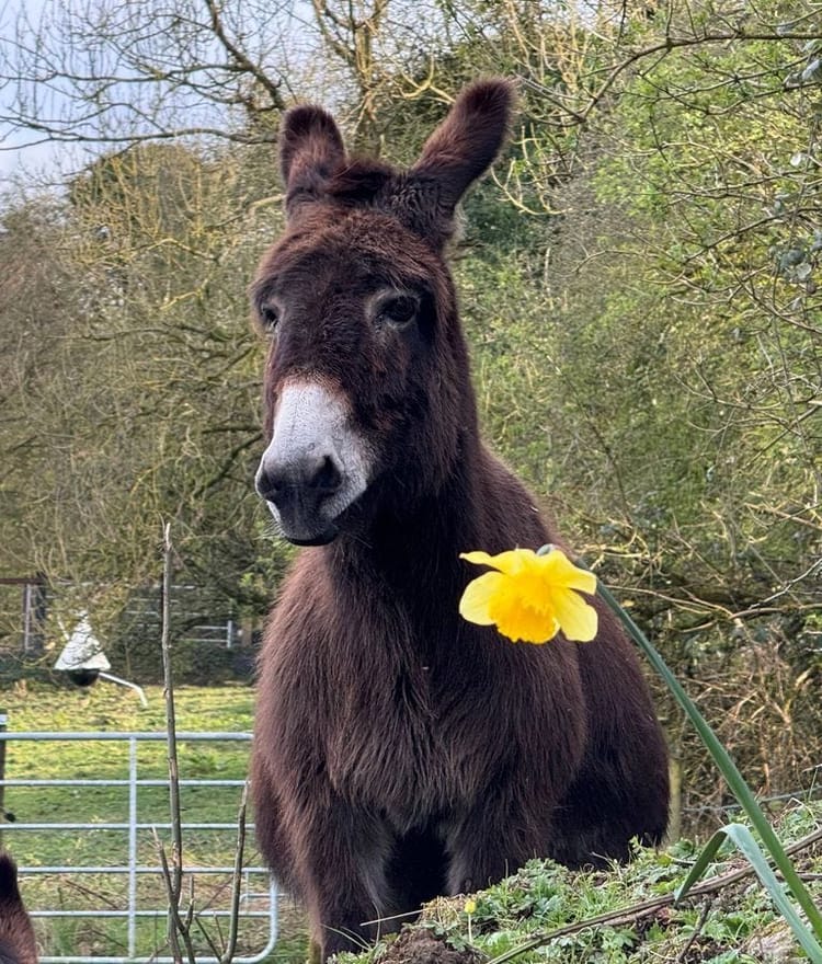 A Donkey and Daffodil