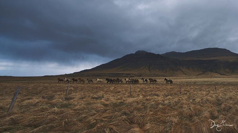 Icelandic Horses in a field near a mountain in Iceland with an overcast and gray sky.